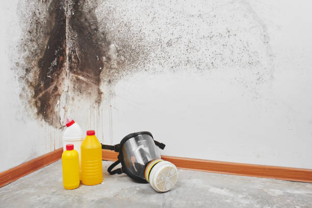 Best Black Mold Remediation in Nutter Fort, WV