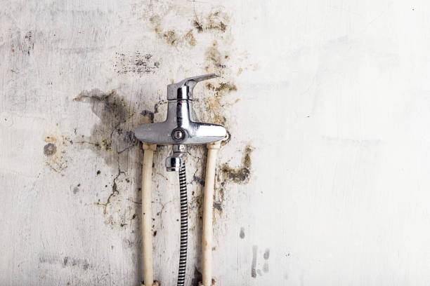 Best HVAC Mold Remediation in Nutter Fort, WV