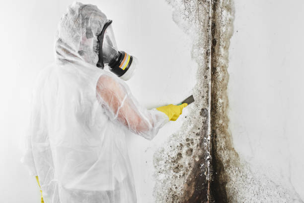 Best Bathroom Mold Remediation in Nutter Fort, WV