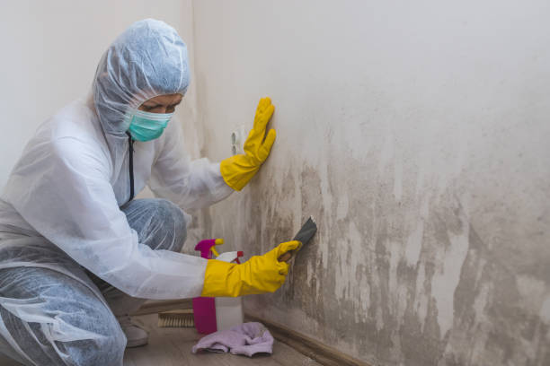 Best Basement Mold Remediation in Nutter Fort, WV