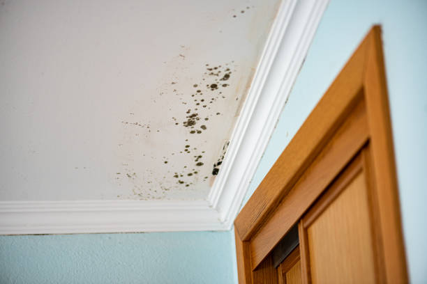 Best Black Mold Remediation in Nutter Fort, WV