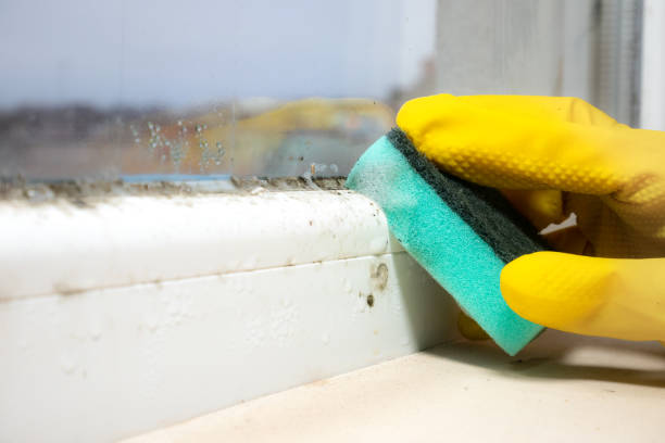 Best Crawl Space Mold Remediation in Nutter Fort, WV