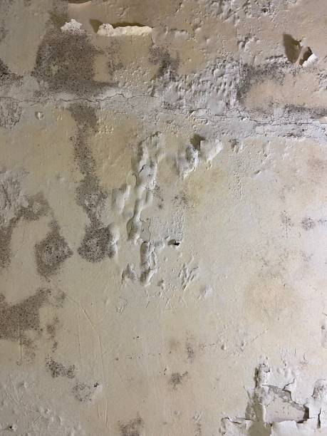 Best Kitchen Mold Remediation in Nutter Fort, WV
