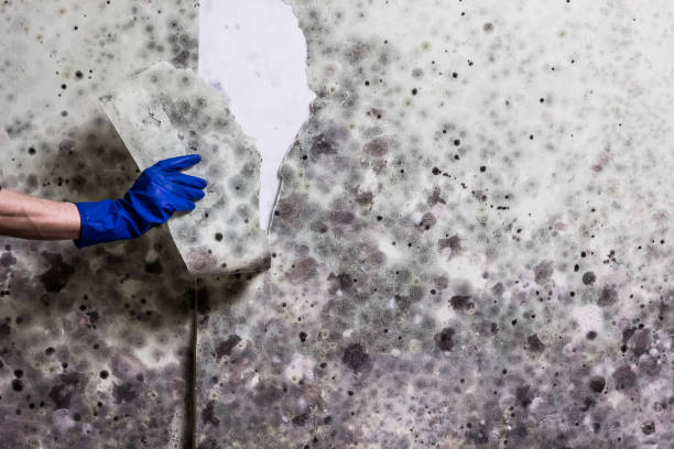 Best Industrial Mold Remediation in Nutter Fort, WV