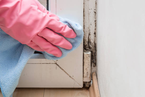 Best Basement Mold Remediation in Nutter Fort, WV